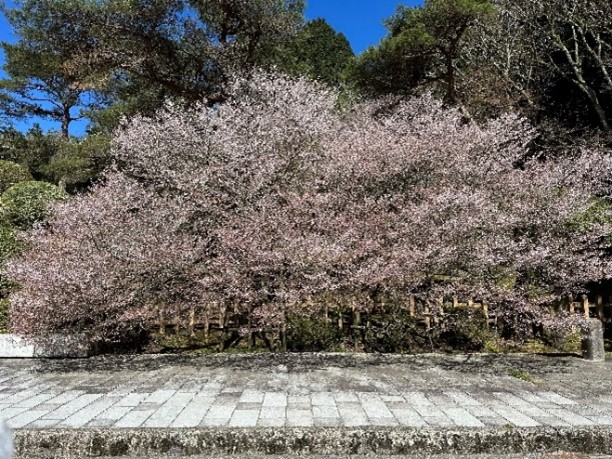 恩賜箱根公園_満開のマメザクラ