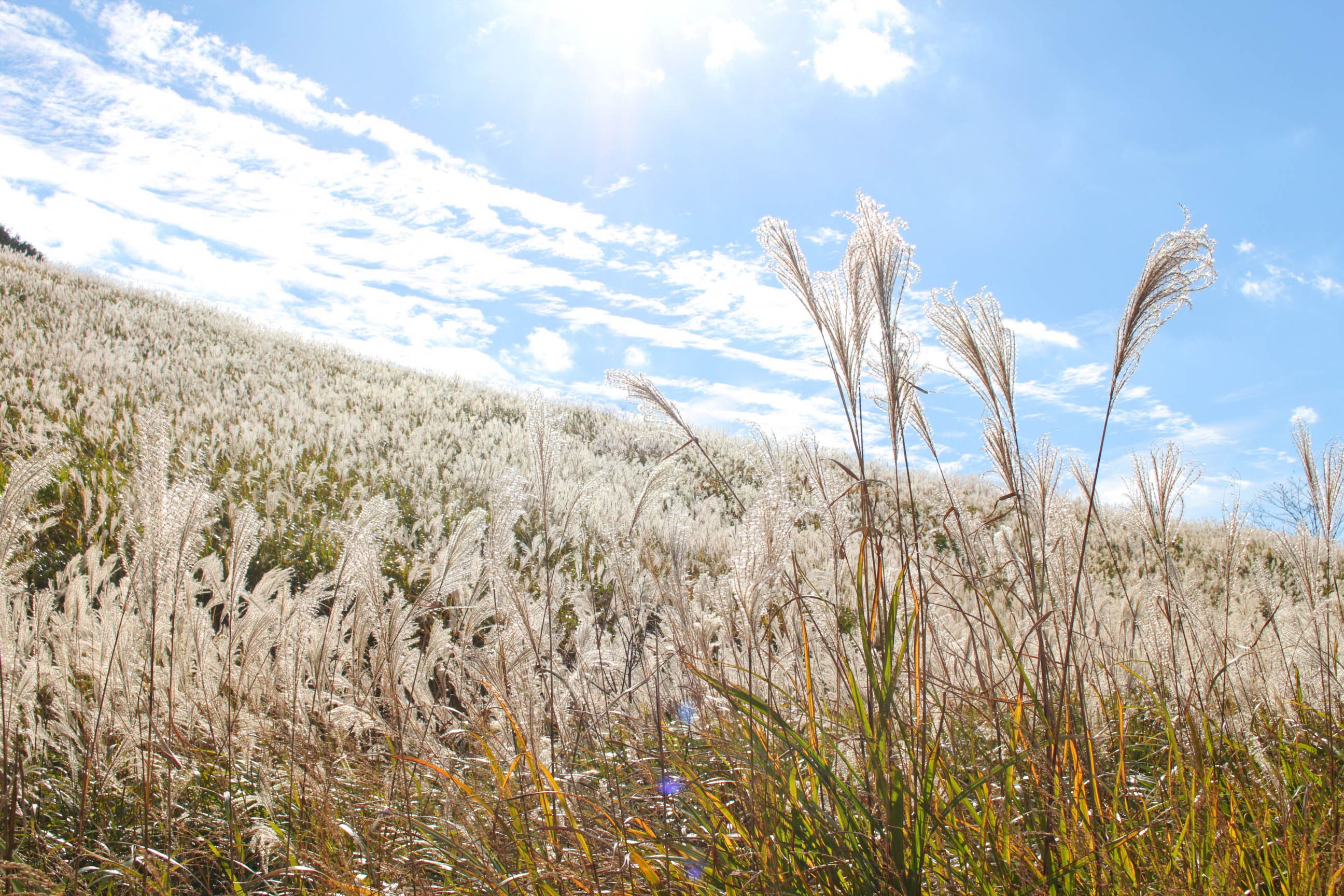 Sengokuhara Pampas Grass Fields HAKONE Your Guide to All Things Hakone