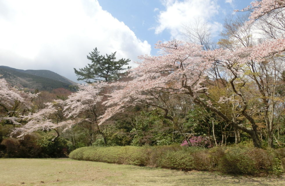 Peak Cherry Blossom Season HAKONE Your Guide to All Things Hakone
