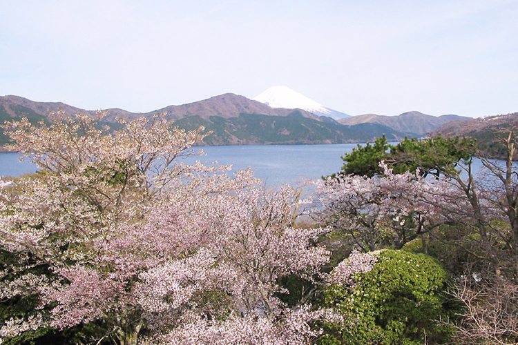 hakone tour package from tokyo