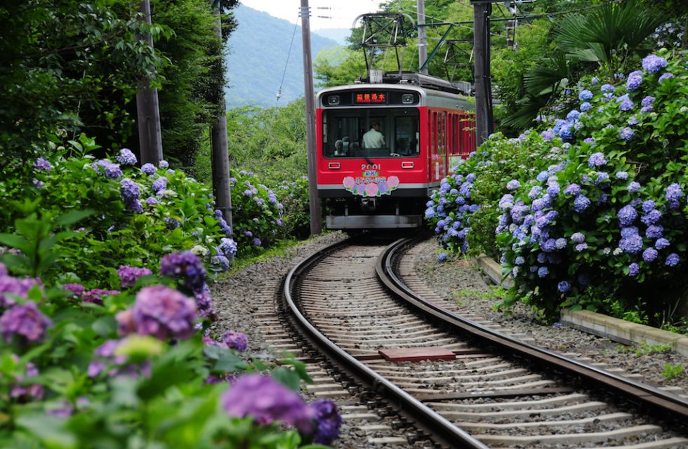 【6 月中旬～7 月中旬】箱根湯本～強羅，箱根登山電車沿線是著名的繡球花景點