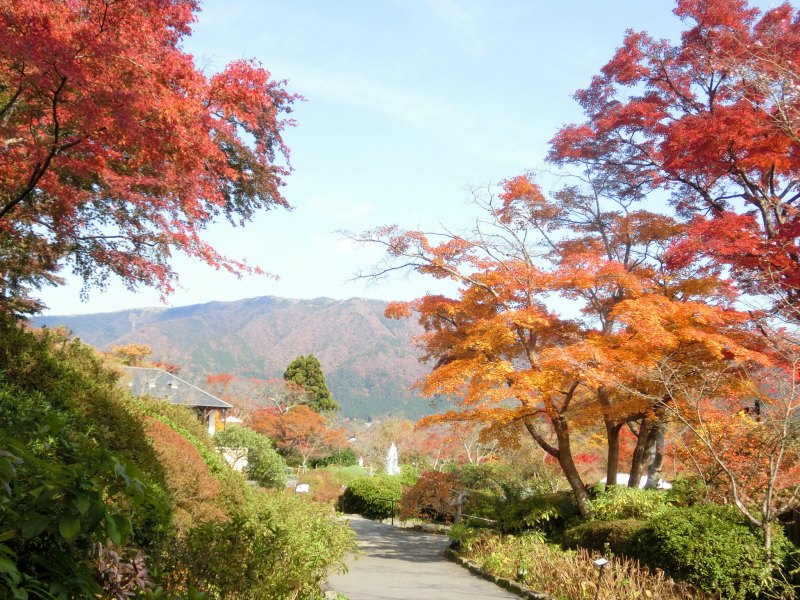 賞玩秋季箱根 各地區之賞楓景點17選 箱根 箱根全攻略