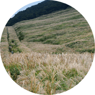 仙石原すすき草原
