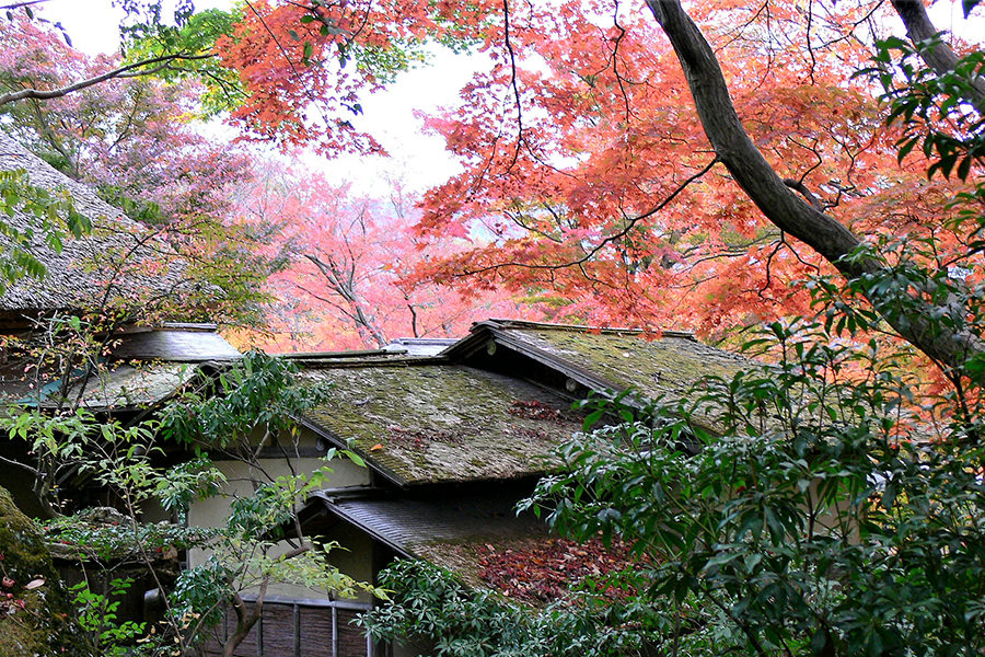 箱根強羅公園 紅葉 箱根ナビ