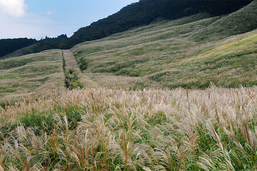 仙石原すすき草原 箱根ナビ