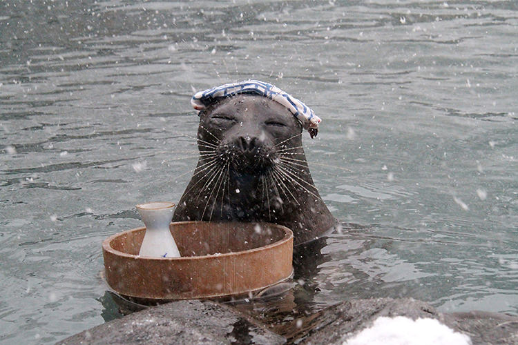 箱根園水族館 温泉アザラシ