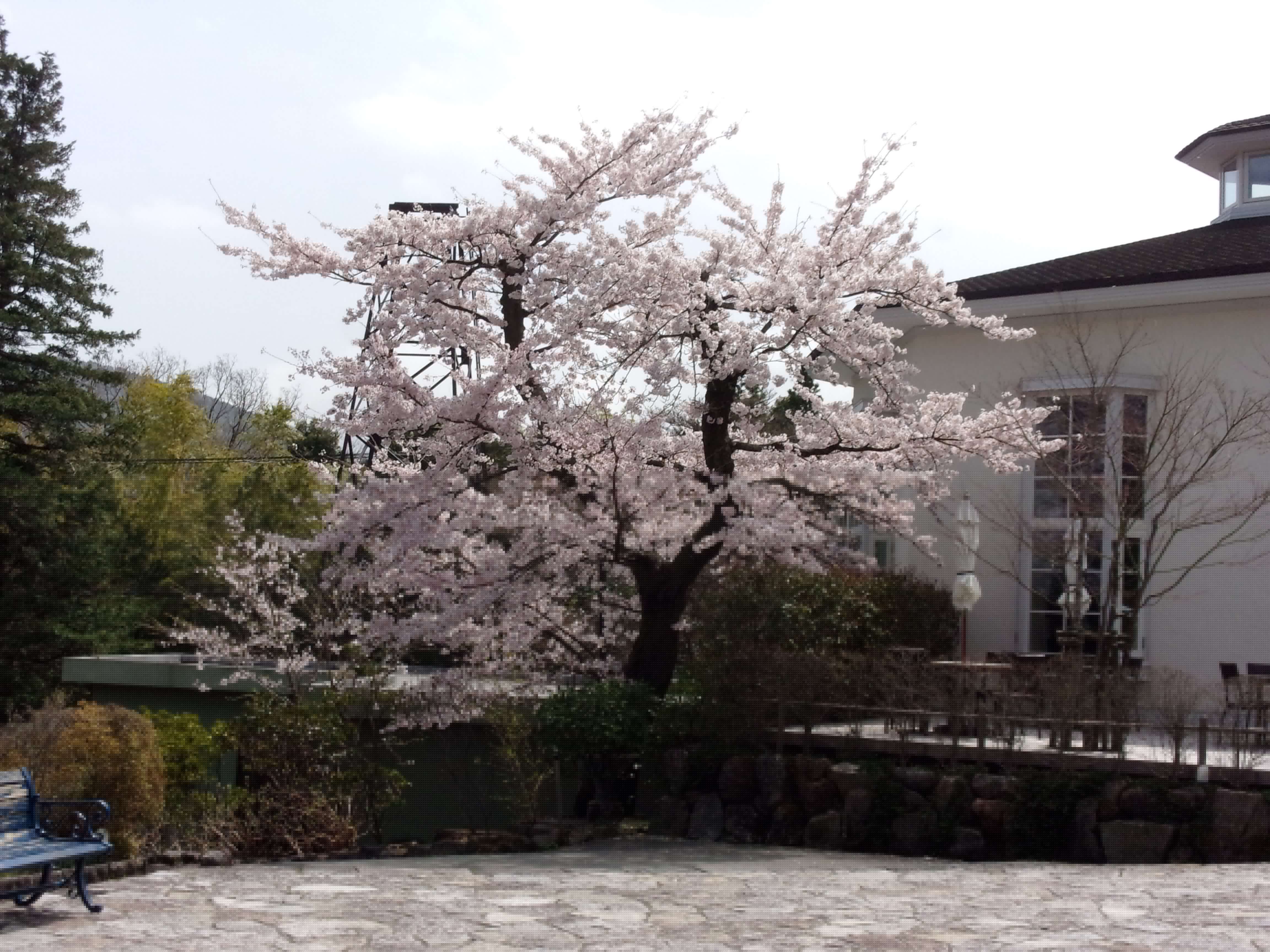 桜の見ごろ情報 箱根ナビ