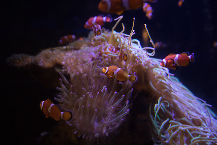箱根園水族館カクレクマノミ