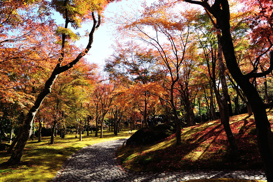 箱根の紅葉を満喫する フリーパスで巡る秋のモデルコース 箱根ナビ