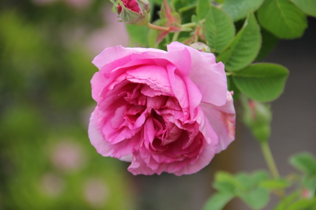 箱根のバラがきれいな観光スポット4選 箱根ナビ