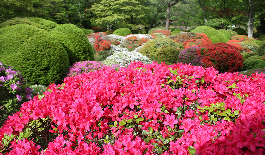 箱根小涌園蓬莱園ツツジ庭園