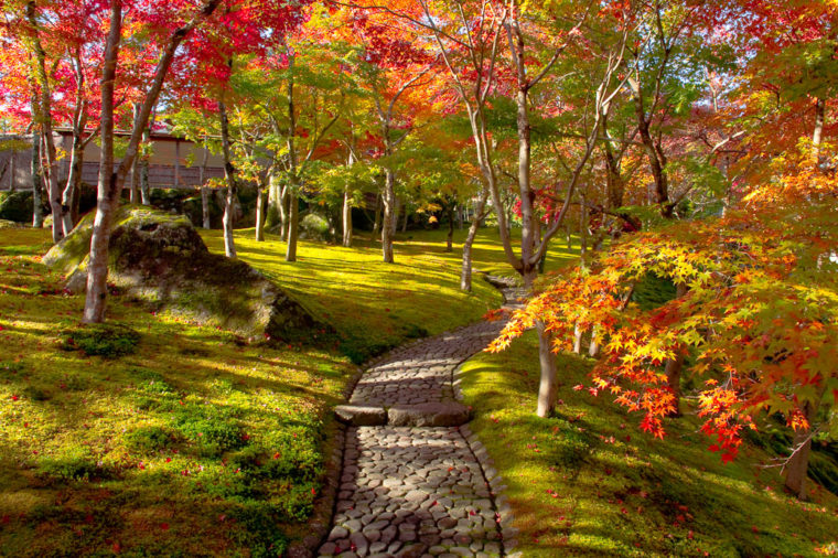 紅葉