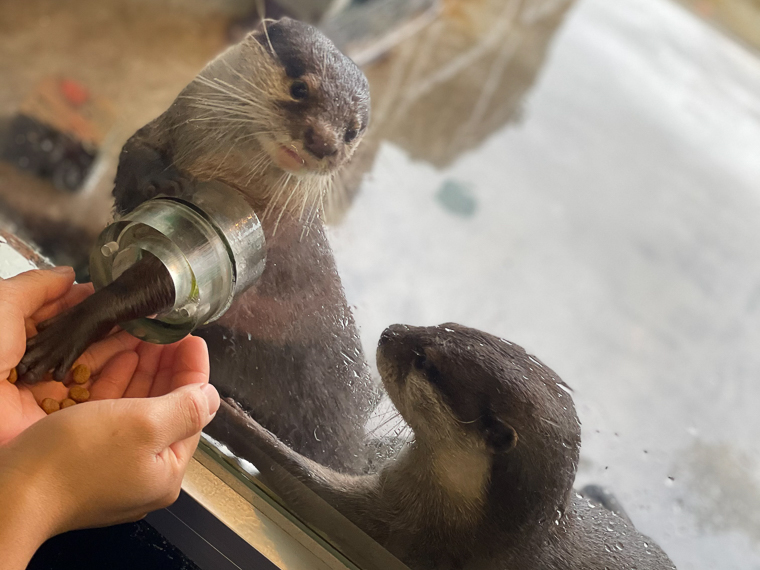 コツメカワウソと握手