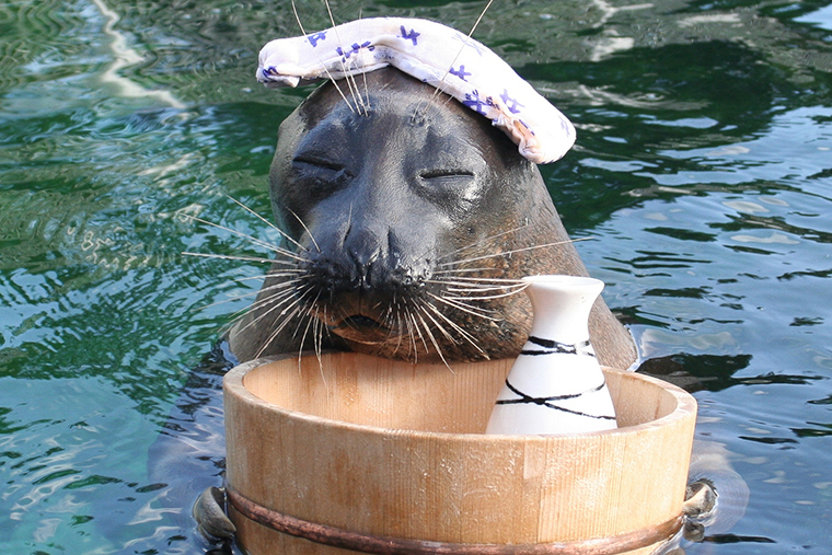 温泉アザラシ
