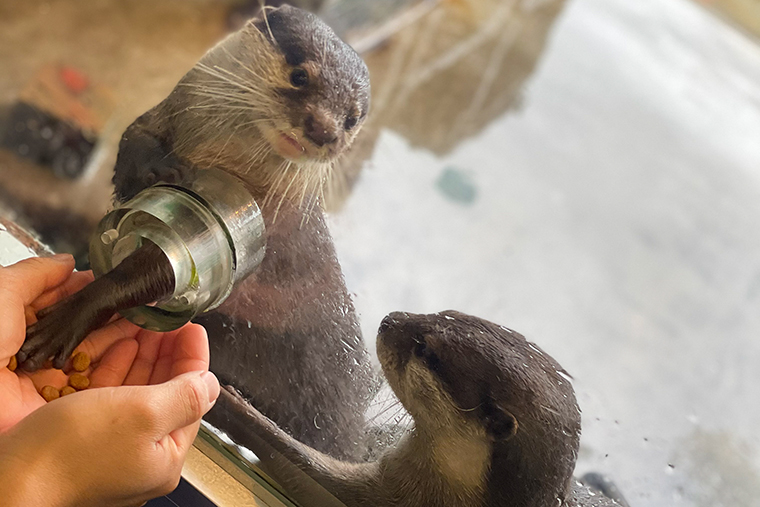 ”コツメカワウソ”