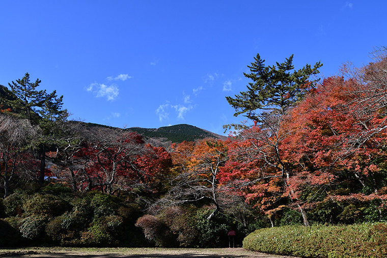 蓬莱園庭園