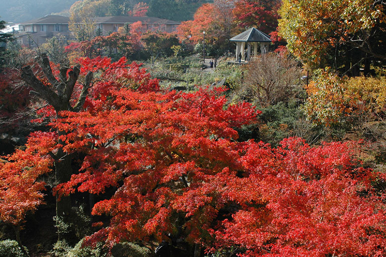 紅葉