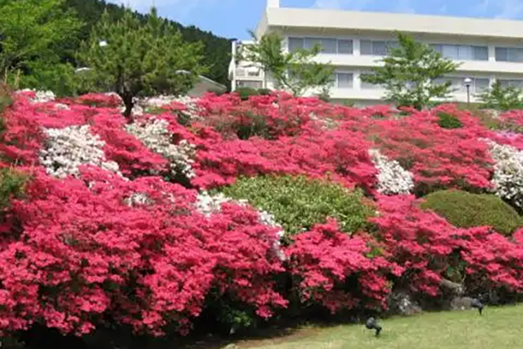 ホテル花月園つつじ