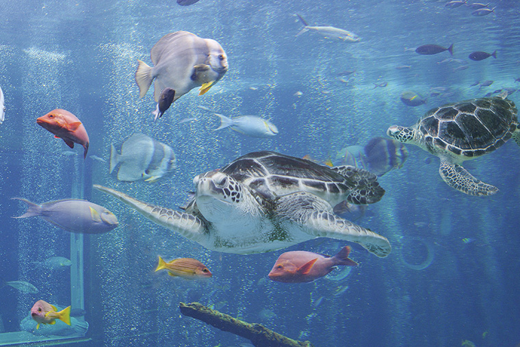 ”魚類大水槽”