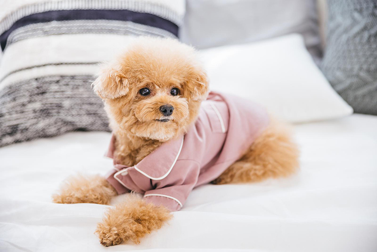 愛犬