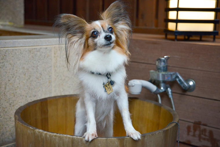”愛犬専用の浴槽”