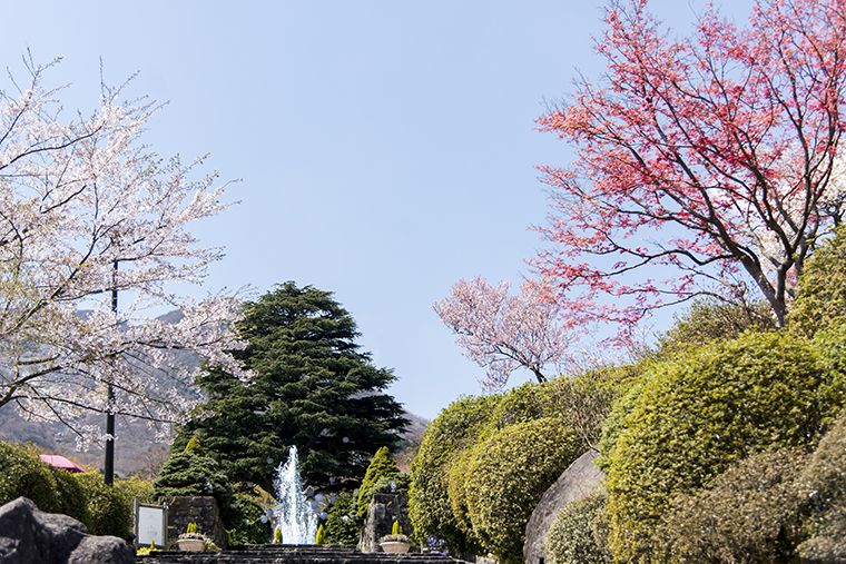 箱根強羅公園桜