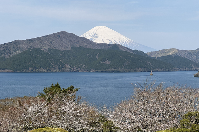 バルコニーからの桜と富士山の景色