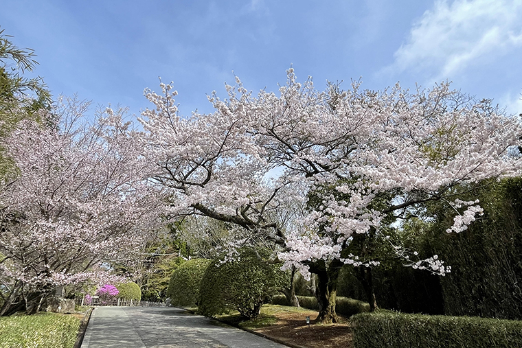 恩賜箱根公園山上門跡の桜