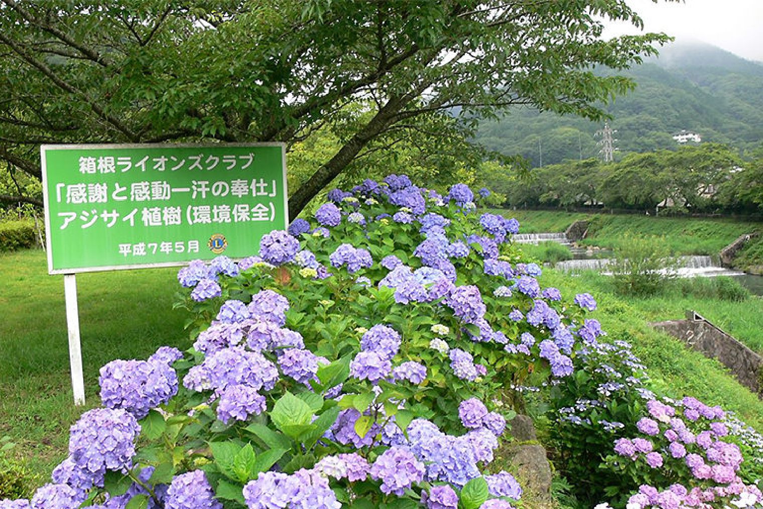 宮城野早川沿い