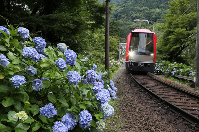 四季折々の花