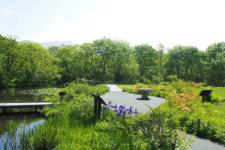 箱根湿生花園　中庭