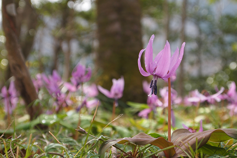 箱根湿生花園　花