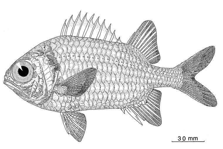 ツマリマツカサ_スケッチ