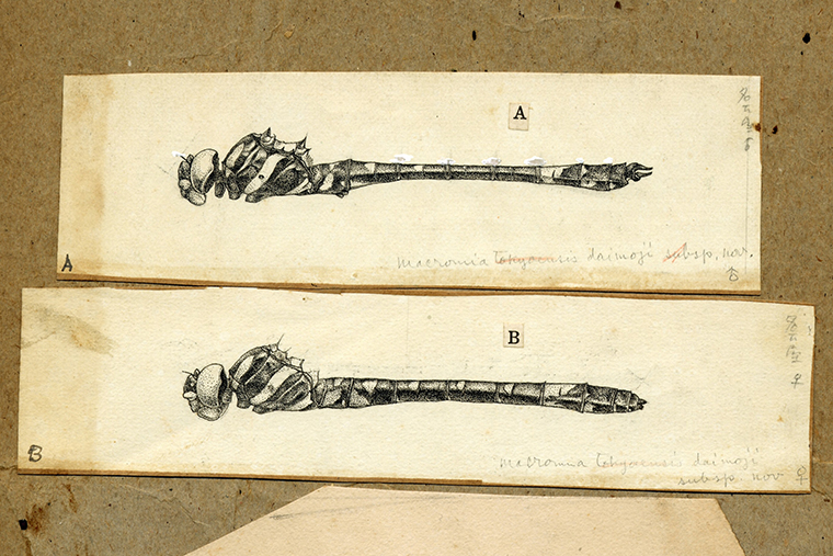 キイロヤマトンボ原記載原図