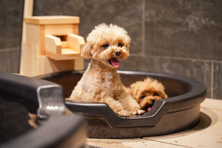 ”愛犬と入れる貸切温泉”