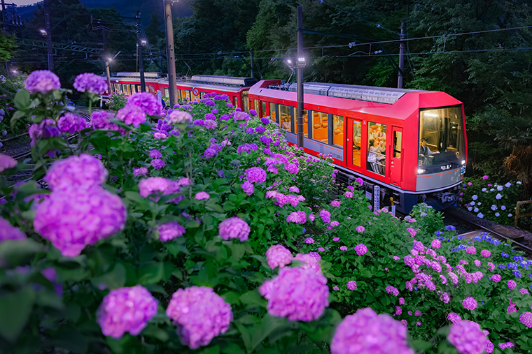 あじさい電車