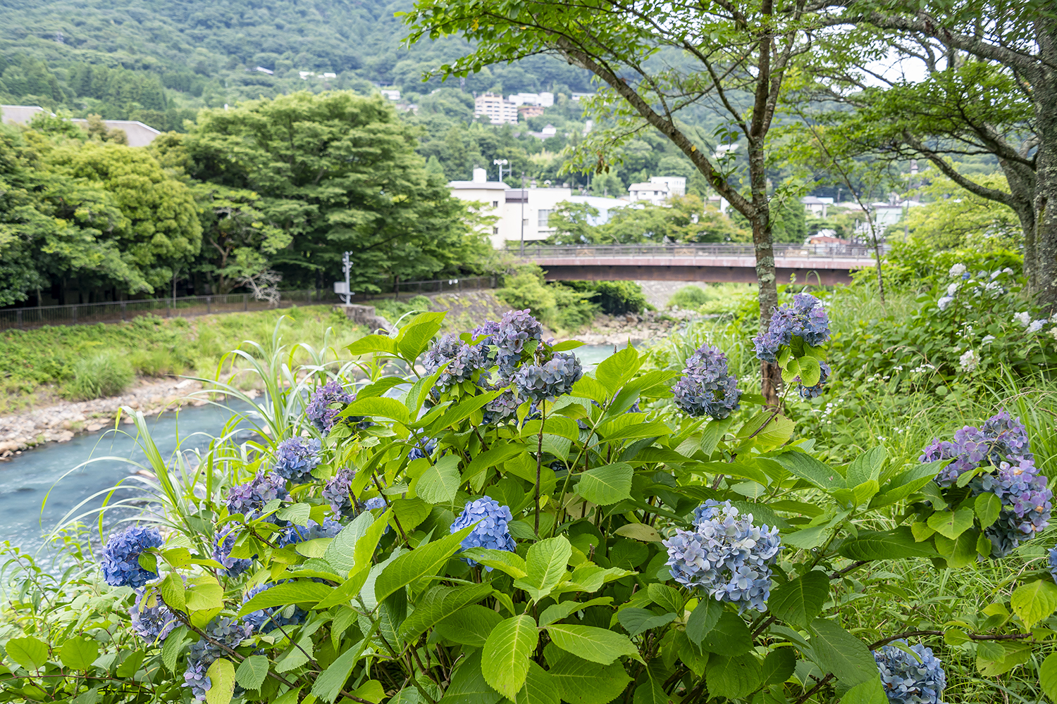 あじさいの見ごろ情報 | 箱根ナビ
