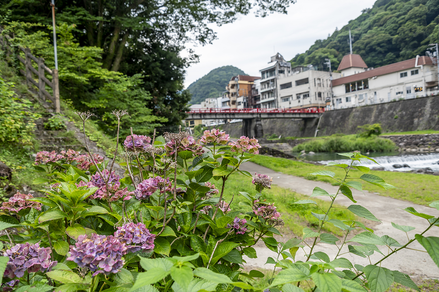 あじさいの見ごろ情報 | 箱根ナビ